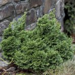 Cypruštek tupolistý (Chamaecyparis obtusa) ´NANA GRACILIS´ - výška 10-15 cm, ⌀ 10-15 cm, kont. C2L
